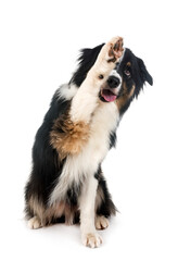 australian shepherd in studio