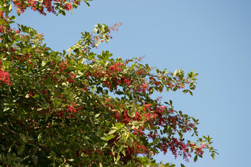 The Aroeira or mastic tree (Schinus terebinthifolia) and its pink pepper