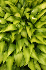 Fototapeta premium Hosta garden plant vertical background