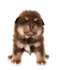 puppy Finnish Lapphund in studio