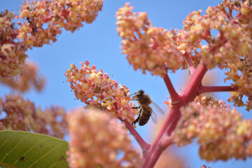 Bee in mango flowers, pollination