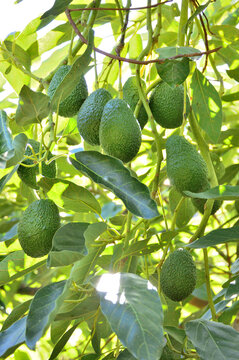 Avocados hass hanging of a avocado tree