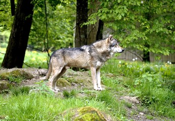 loup