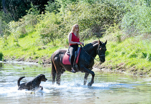 riding girl, dog and horse in river