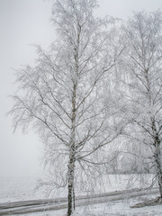 Fototapeta na wymiar White, frosted trees in winter
