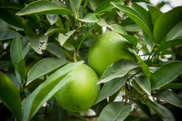 green orange on tree