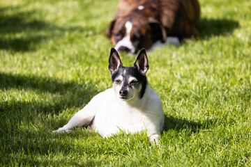 Adorable Toy Fox Terrier Dog and Boxer relaxing on grass outside. Sunny day