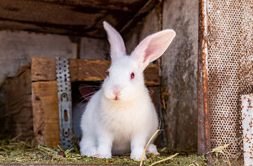 Rabbits in green grass at livestock farm, ranch background. Rabbit on a natural eco farm. Modern animal husbandry and ecological farming concept