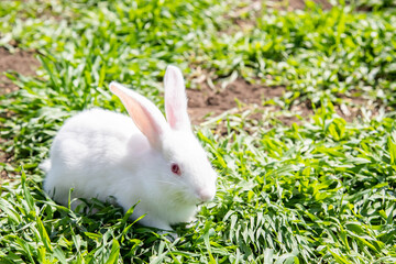 Rabbits in green grass at livestock farm, ranch background. Rabbit on a natural eco farm. Modern animal husbandry and ecological farming concept