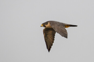Peregrine Falcon in flight.The peregrine falcon, also known as the peregrine, and historically as the duck hawk in North America, is a cosmopolitan bird of prey in the family Falconidae.