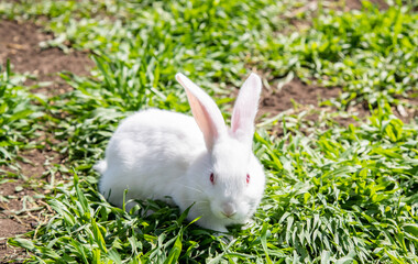 Rabbits in green grass at livestock farm, ranch background. Rabbit on a natural eco farm. Modern animal husbandry and ecological farming concept