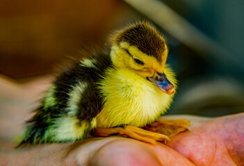 duckling on the palm, ranch background. Rabbit on a natural eco farm. Modern animal husbandry and ecological farming concept