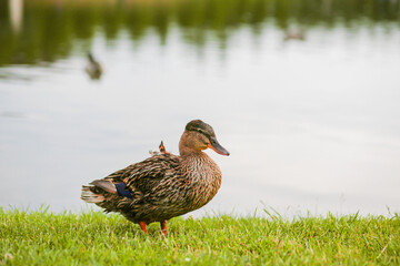 Gray-brown duck resting on a green meadow by the lake against the backdrop of a beautiful landscape.