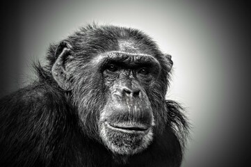 Monkey ape schimp zoo animal portrait