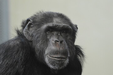 Monkey ape schimp zoo animal portrait