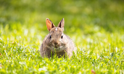 Fototapeta premium Wild Baby Rabbit sitting and eating on green grass. Sunny Spring Day.