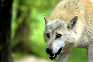 Obraz premium loup