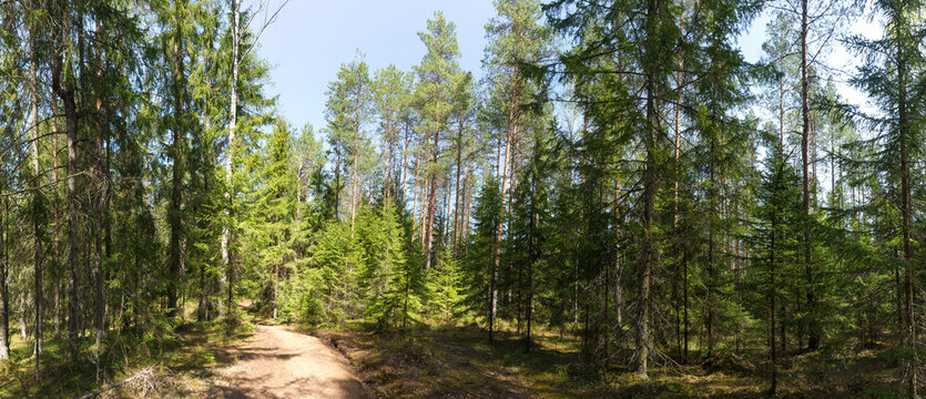 Panorama of a summer pine forest with a path bathed in sunlight