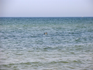 Skagen ist die n&ouml;rdlichste Stadt D&auml;nemarks. Kattegat, Skagen, n&ouml;rdlichste Stadt, J&uuml;tland,  D&auml;nemark, Europa --
Skagen is the northernmost town in Denmark. Kattegat, Skagen, northernmost town, Jutland,