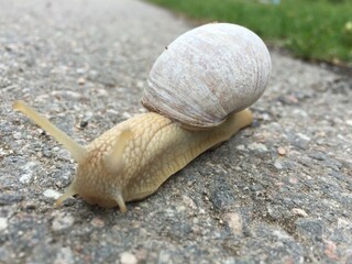 Snail dog rain outside poodle shell 