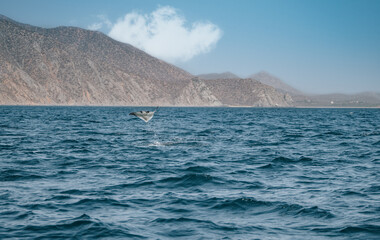 Jumping Ray in Baja California, Mexico