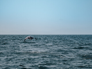 Jumping Ray in Baja California, Mexico