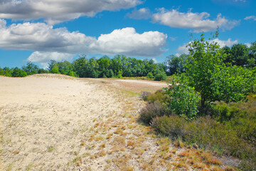 Beautiful dutch landscape, drifting sand dunes plateau, green forest trees, blue summer sky fluffy...