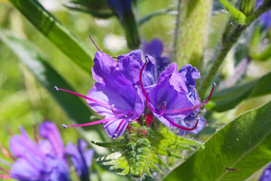 Makro closeup of one blue purple blueweed (echium vulgaris) flower blossom, green leaves in meadow