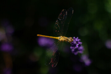 dragonfly on a flower