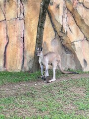 Kangaroo standing up against rocky background