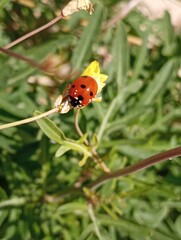 Coccinelle de plage