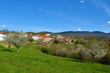 Fototapeta na wymiar View of Ocizla village in Primorska, Slovenia in spring with white blooming fruit trees on a bright green meadow