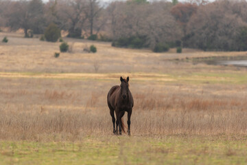 Dark horse standing alone in the middle of a field 