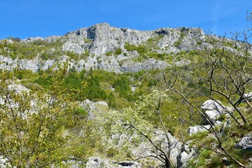 Rocky mountain peak above Val Rosandra or Glinscica valley near Trieste in Italy and white blooming tree in spring