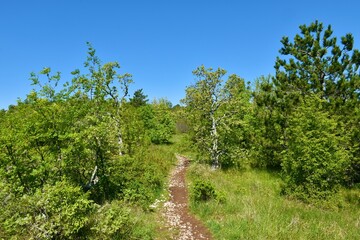 Obraz premium Path leading through a low growing mediterranean forest with manna ash (Fraxinus ornus) and pine trees