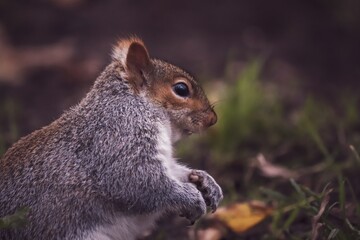 Obraz premium A grey English squirrel in the park.