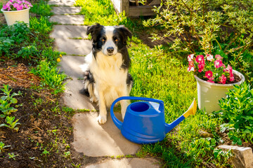 Cute pet dog border collie with watering can sitting in garden outdoor. Funny puppy dog as gardener...
