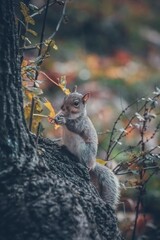 A grey English squirrel in the park.