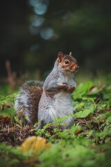 A grey English squirrel in the park.