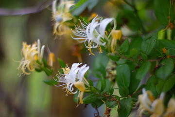 flowers in the garden