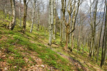 Beautiful beech and sycamore maple forest in spring with wood anemone (Anemonoides nemorosa) flowers covering the ground