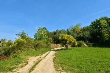 Fototapeta na wymiar Walking trail at Strunjan with mediterranean yellow and white flowering vegetation in Istria, Slovenia