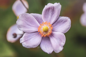 Close-up photo of a flower
