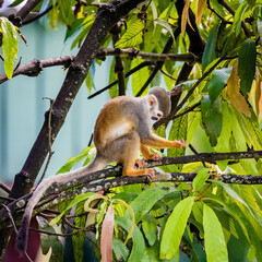 animals - amazonia