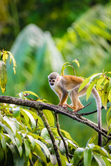 animals - amazonia