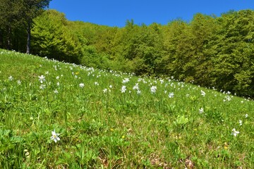 Meadow at Krempa near Kočevska reka in Dolenjska, Slovenia covered in white flowering poet's daffodil (Narcissus poeticus) flowers