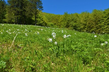 Close up of white blooming poet's daffodil (Narcissus poeticus) flowers at Krempa near Kocevska reka in Dolenjska, Slovenia
