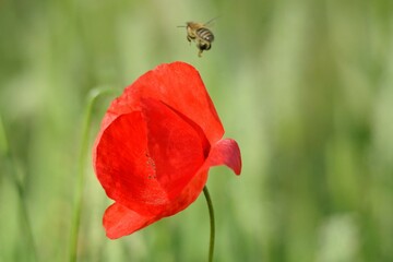 flying bee pollinating red poppy on june morning
