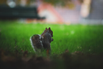 A grey English squirrel in the park.