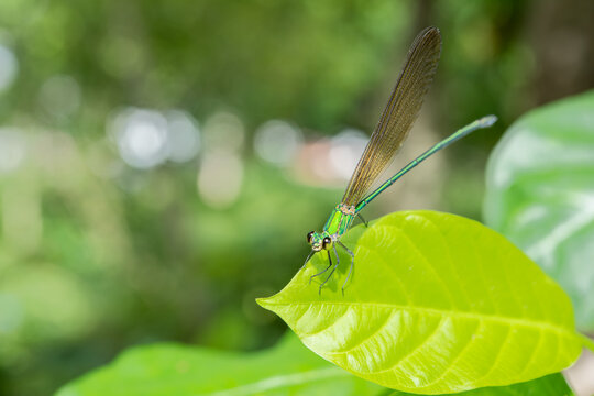 dragonfly holding on green leaf and copying space .Dragonfly in nature dragonflies in their natural habitat Beautiful nature scene with outdoor.a dragonfly background wallpaper.